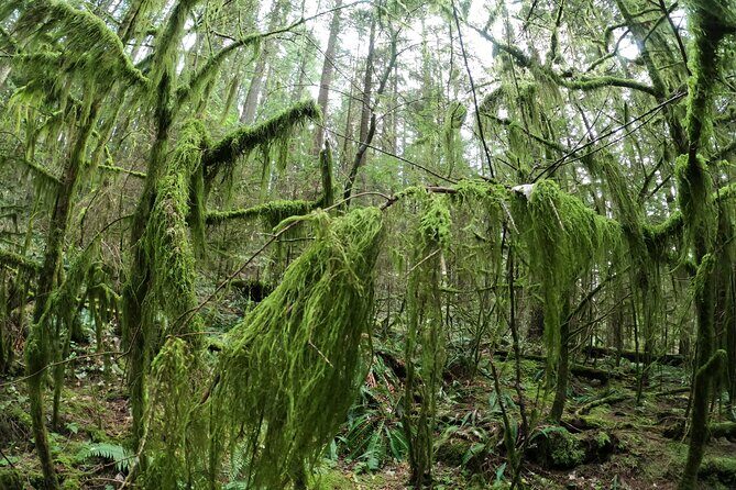 Capilano Suspension Bridge, Lynn Canyon & Capilano Hatchery Tour - FAQ