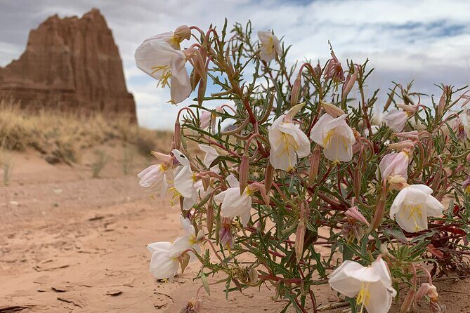 Capitol Reef Half Day Temples of the Sun and Moon (Shared Tour) - Final thoughts