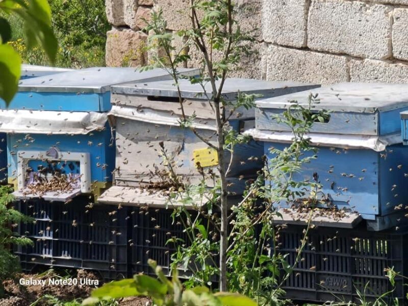 Cappadocia: Beekeeping Experience with Honey Tasting - Is It Worth It?