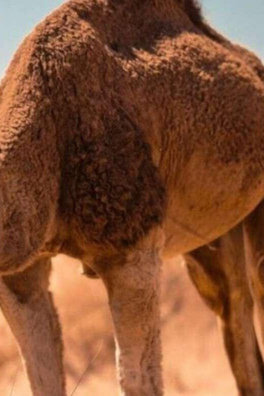 Cappadocia Camel Ride among the Fairy Chimneys - Who Is This Tour Best For?