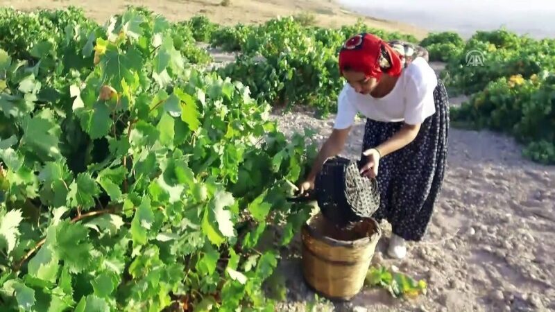 Cappadocia: Private Half-Day Vineyards & Wine Tasting Tour - Final Thoughts: Who Should Consider This Tour?