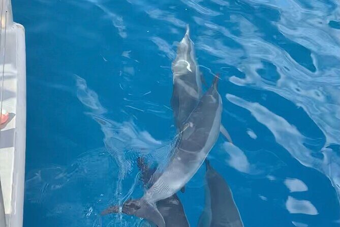 Captain Cook Reef Snorkeling of Kealakekua Bay - The Bottom Line