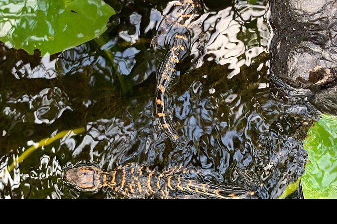 Captain Willy Airboat - Pricing and Value