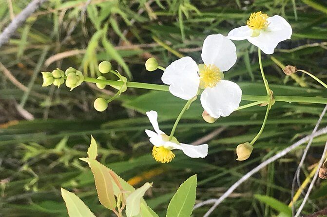 Captain Willy Airboat - Who Is This Tour For?