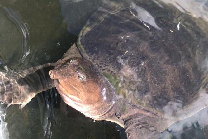 Captain Willy Airboat - FAQs