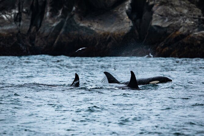 Captain's Choice Kenai Fjords National Park Tour from Seward - Key Points
