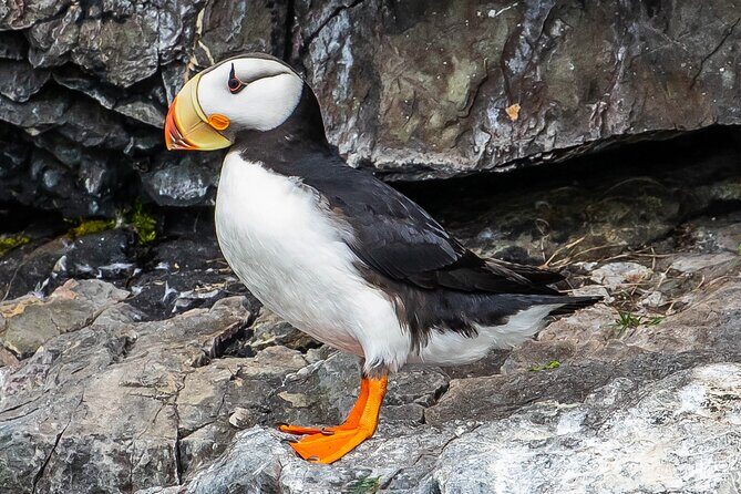 Captain's Choice Kenai Fjords National Park Tour from Seward - What Could Be Better?