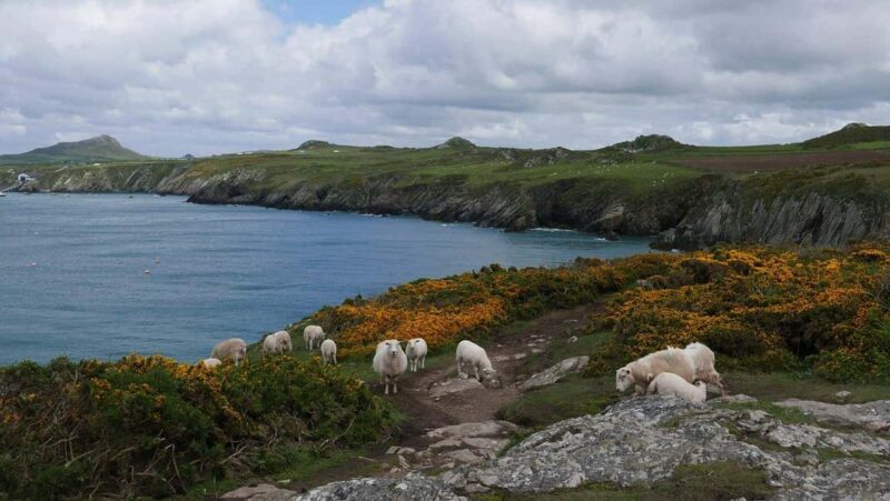 Cardiff: Pembrokeshire Coast & St. Davids Private Voyage - The Return Journey and Final Impressions