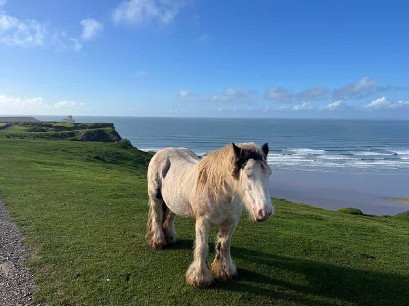 Cardiff: Private Day Tour Gower's Cliffs & Beaches - Frequently Asked Questions