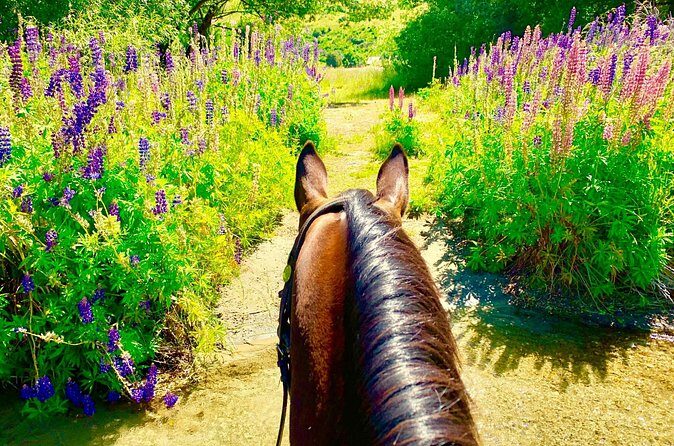 Cardrona High Country Pub Trail Horse Trek (Intermediate level+) - Weather and Clothing Considerations