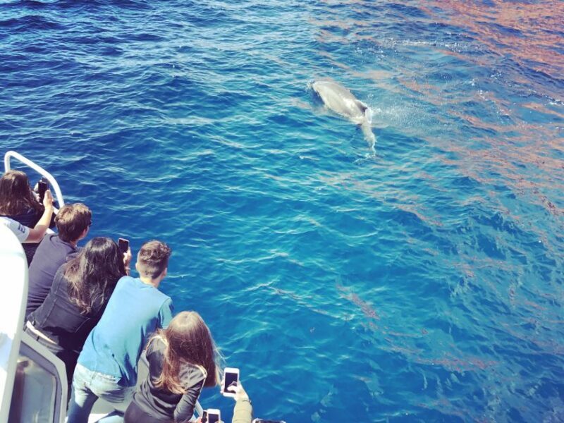 Cargèse: Scandola and Piana Boat Tour with Stop at Girolata - Key Points
