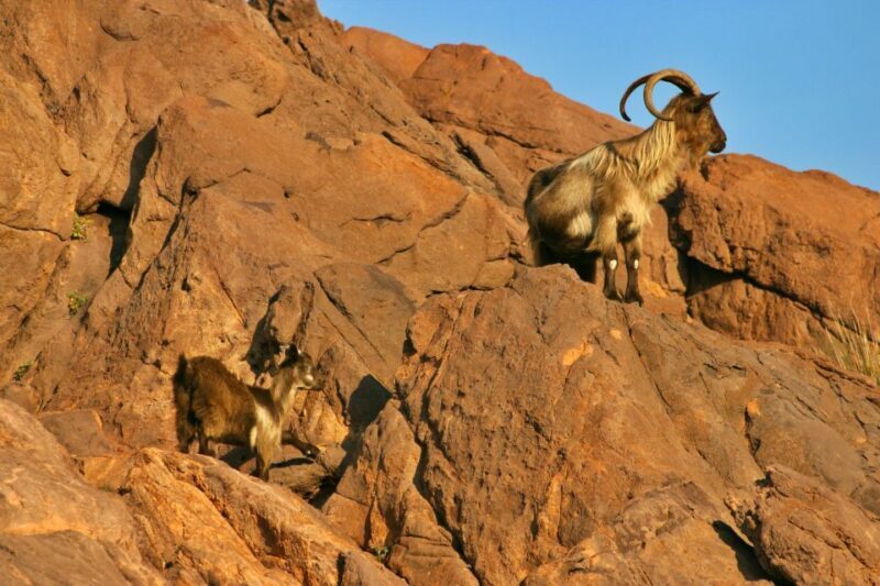 Cargèse: Scandola and Piana Boat Tour with Stop at Girolata - What Our Reviews Say