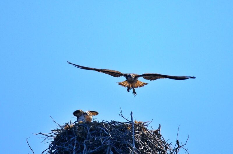Cargèse:Scandola/Piana/Stop in Girolata Half-Day on RIB boat - What’s Included and What’s Not