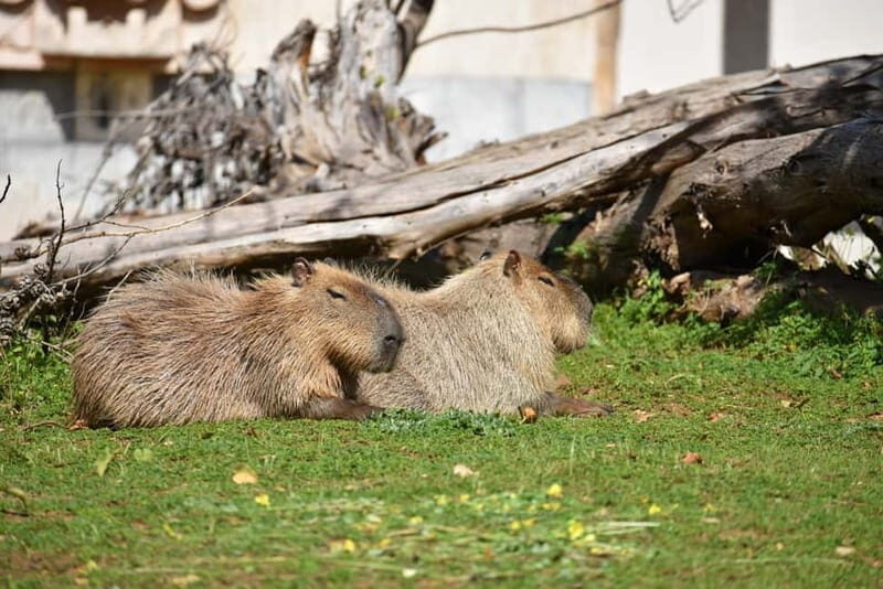 Carini: admission ticket to the Biopark of Sicily - What to Expect at the Biopark of Sicily
