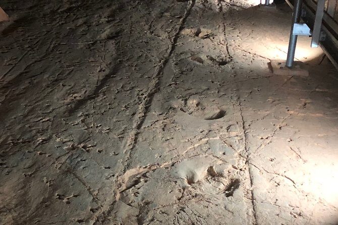 Carisbrooke Station and Dinosaur Stampede Day Tour from Winton - A Deep Dive into the Dinosaur Stampede Tour