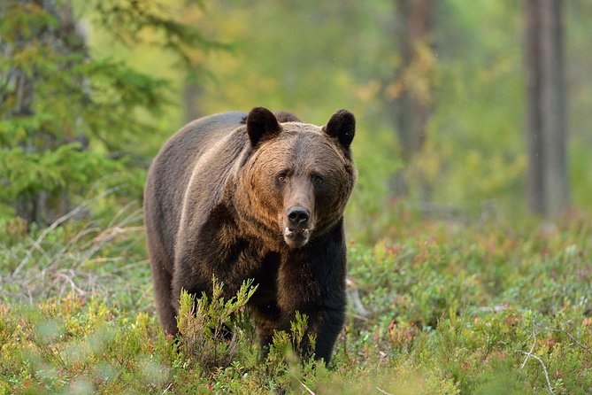 Carpathian Wilderness: A Wildlife Experience from Brașov - Key Things I’d Actually Bet On