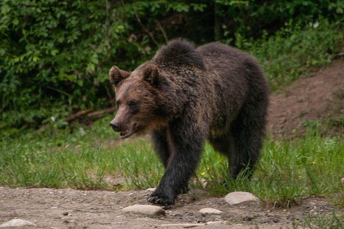 Carpathian Wilderness: A Wildlife Experience from Brașov - From Brasov to Bear Country: How the Start Really Works