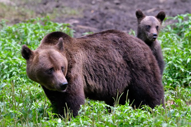 Carpathian Wilderness: A Wildlife Experience from Brașov - The Bear Reality Check: Expect Wild Behavior, Not a Zoo