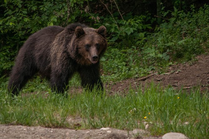 Carpathian Wilderness: A Wildlife Experience from Brașov - Why the Timing Matters: Dusk Is When Chances Rise