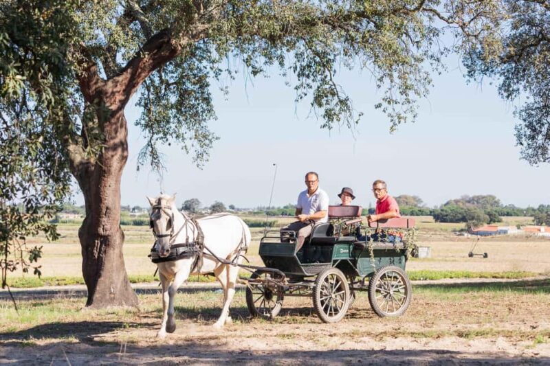 CARRIAGE Ride On The Beach (Rosário Beach) - Discovering Rosário Beach by Carriage