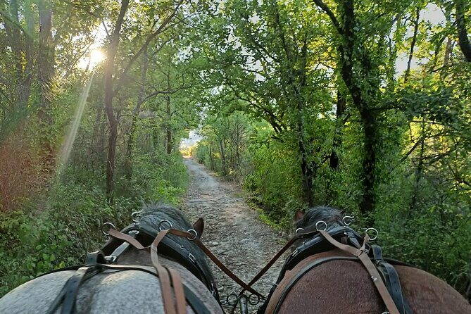 Carriage rides in the heart of the Luberon - What to Expect from the Carriage Ride Experience