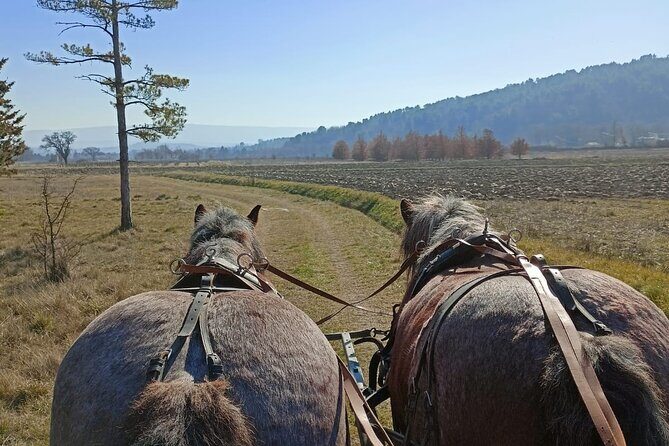 Carriage rides in the heart of the Luberon - Practical Details and Considerations