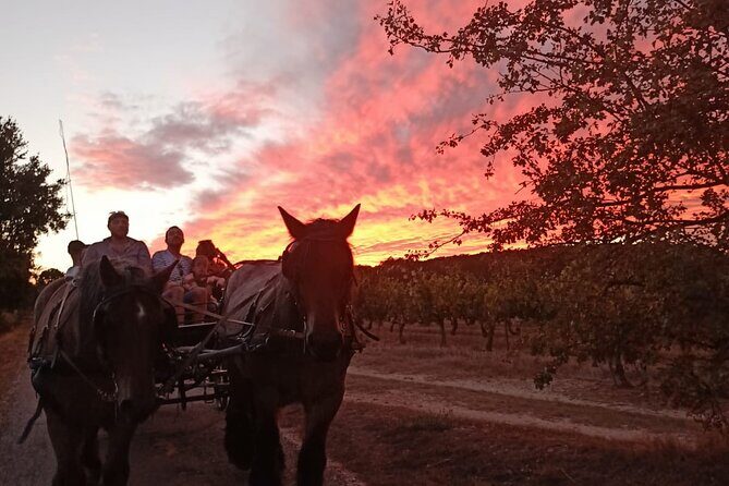 Carriage rides in the heart of the Luberon - The Sum Up