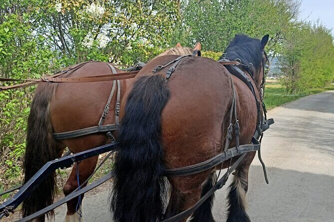 Carriage rides in the heart of the Luberon - FAQ