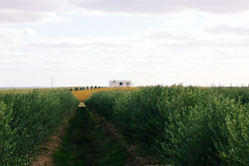 Casa Relvas, Vidigueira: Visit the Olive Press, Technical Tasting of Olive Oils and Wines - Who Will Love This Experience?