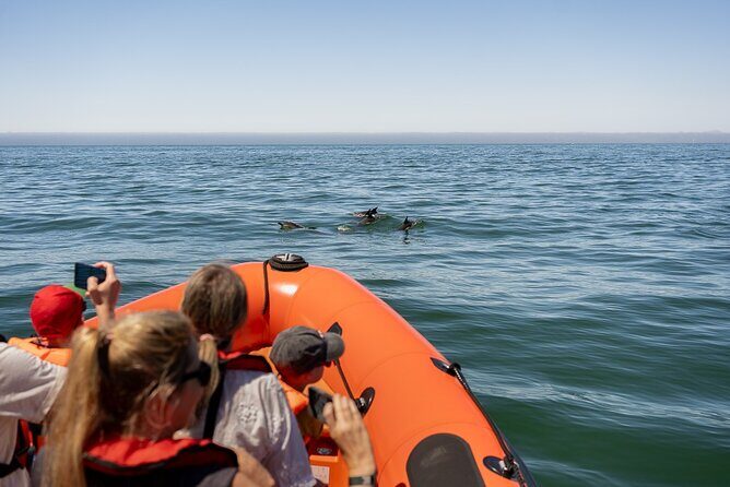 Cascais coast: Dolphin watching - A Detailed Look at What to Expect