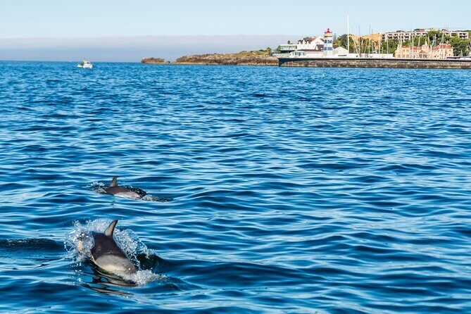 Cascais coast: Dolphin watching - Final Thoughts