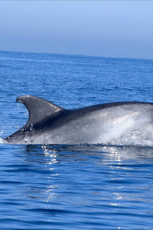 Cascais: Dolphin Watching Speedboat Tour - Key Points