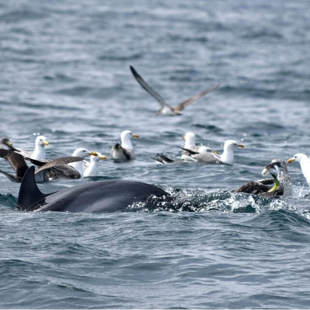 Cascais: Dolphin Watching Speedboat Tour - Setting the Scene: What the Tour Looks Like