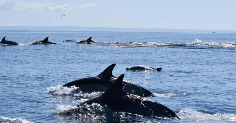 Cascais: Dolphin Watching Speedboat Tour - Value for Money