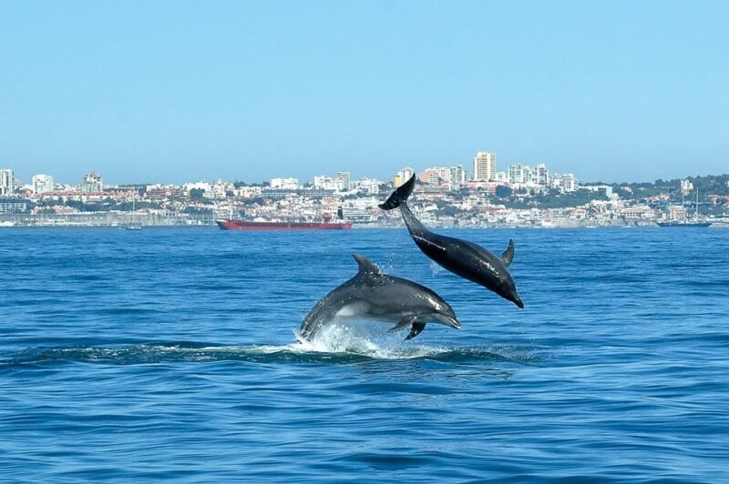 Cascais: Dolphin Watching Speedboat Tour - The Experience with Reviews in Mind