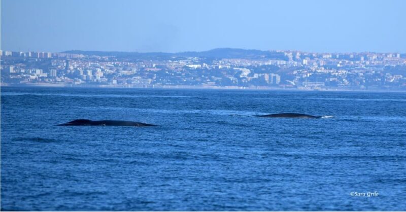 Cascais: Dolphin Watching Speedboat Tour - Who Will Love This Tour?