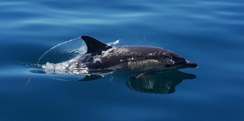 Cascais: Dolphin Watching Speedboat Tour - FAQs