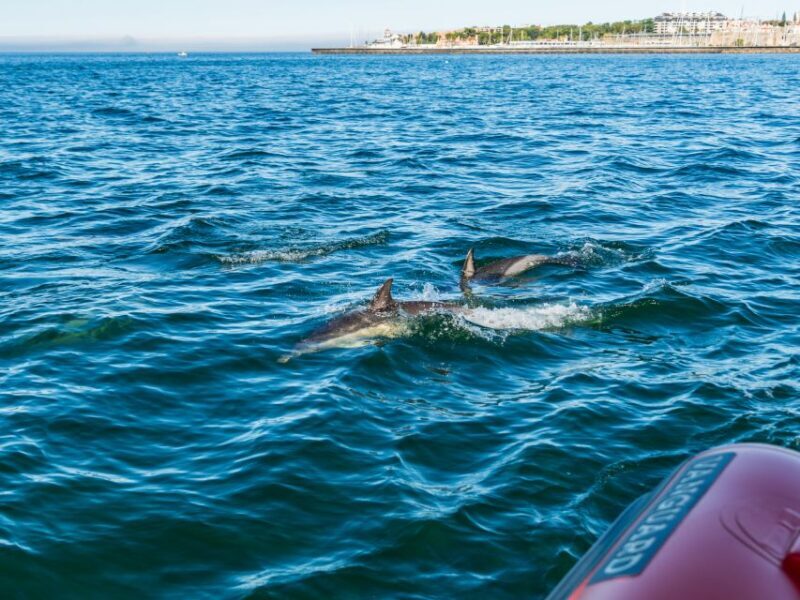 Cascais: Dolphin Watching Tour - Introduction