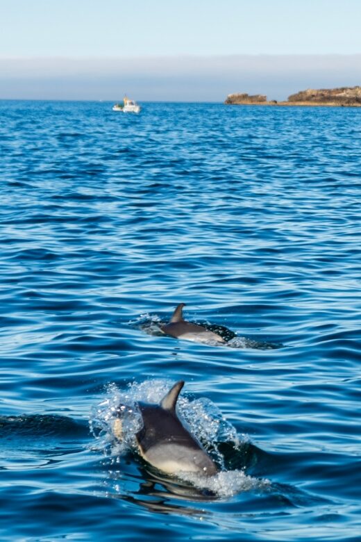 Cascais: Dolphin Watching Tour - Scenic Views of Cascais and Estoril