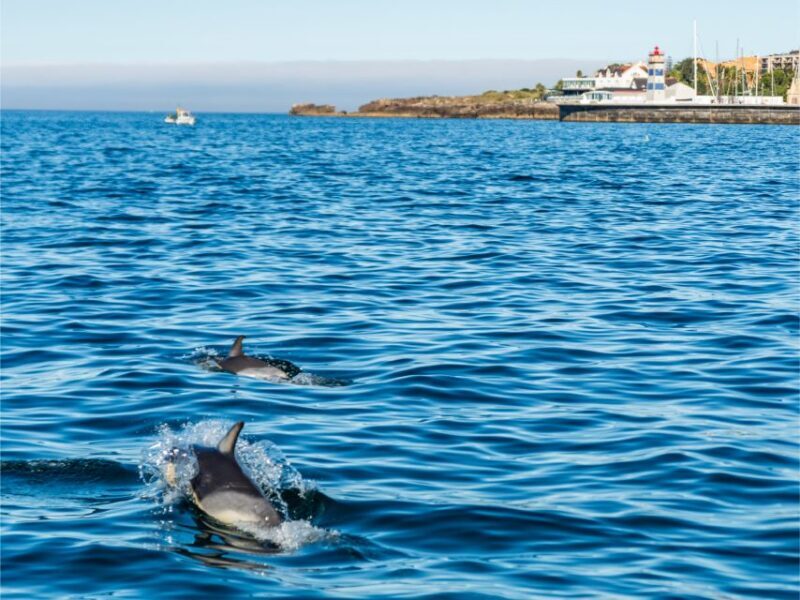 Cascais: Dolphin Watching Tour - Practical Details to Know
