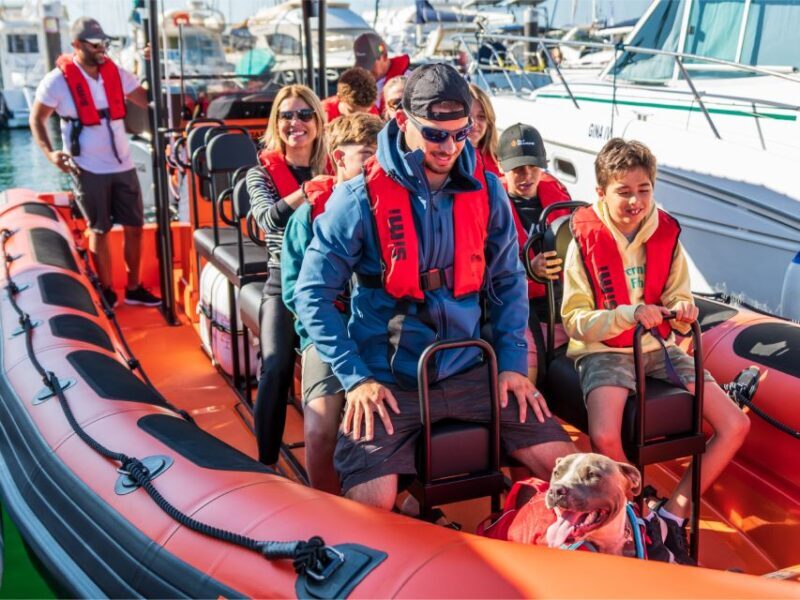 Cascais: Dolphin Watching Tour - The Experience: Insights from Travelers