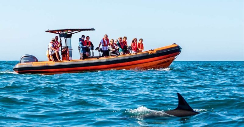 Cascais: Dolphin Watching Tour - Final Thoughts