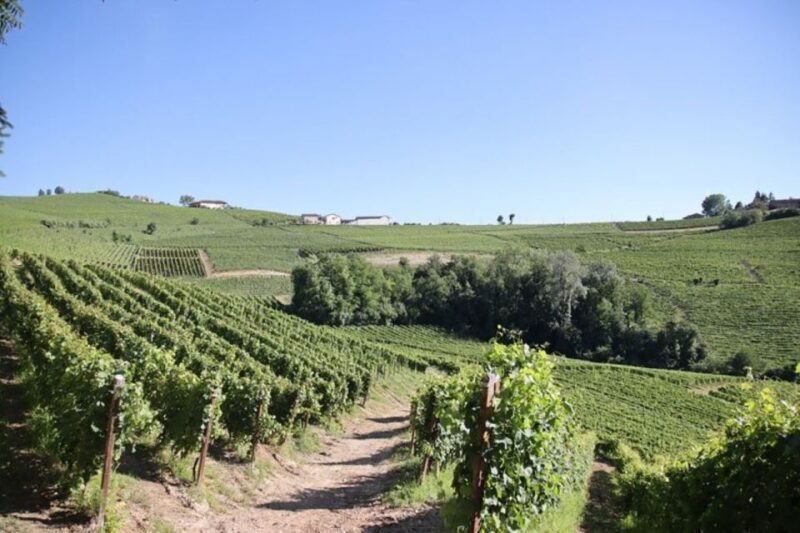 Castagnole delle Lanze: Saffron Walking Tour w/ Wine & Food - A Closer Look at the Saffron Walking Tour