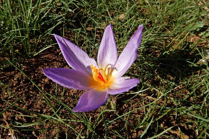 Castel del Monte: excursion in the Alta Murgia National Park - Authenticity and Personal Experiences