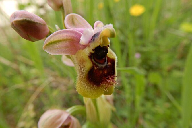 Castel del Monte: excursion in the Alta Murgia National Park - Who Will Enjoy This Tour?