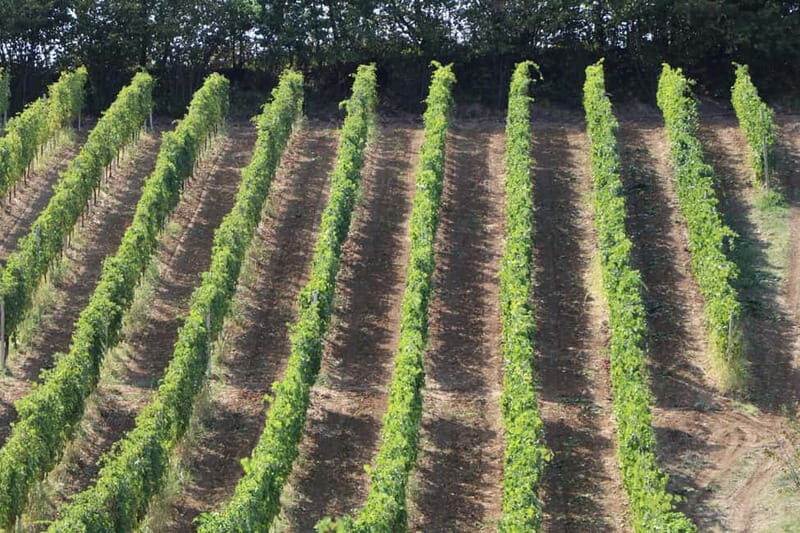 Castell'Arquato: Winery tour and tasting Colli Piacentini wines - FAQ