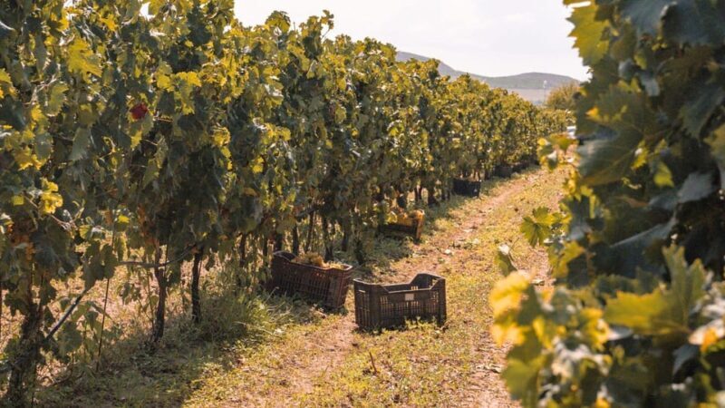 Castelsardo: visit a vineyard with wine tasting at sunset - What to Expect from the Vineyard Sunset Tour