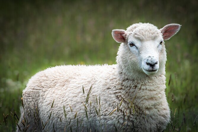 Castle, Coast & City Tour - 8 pax max - Castle Entrance Included - The Sum Up