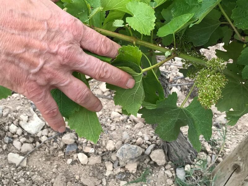 Catalonia: Unique, bespoke wine cellar visits - The Sum Up