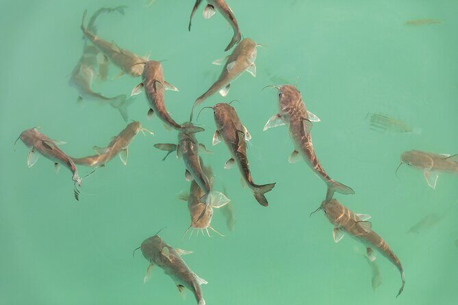 Catamaran Adventure: Sailing and Swimming in the Bacalar Lagoon - Who Is This Tour Best For?